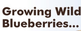 Growing Wild Blueberries...